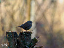Titmouse - Sikorka
